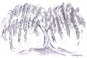 weeping_willow_001