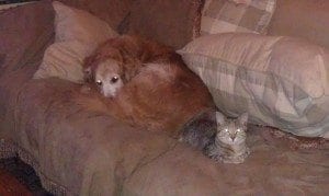 cat lovers, cats, Charles Bukowski