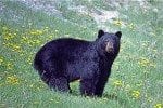 bear