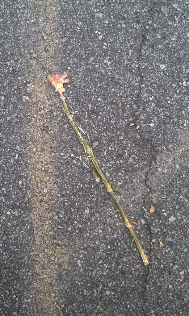 Haiku, poetry, love,writers, poet