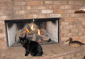 cat lovers, cats, Charles Bukowski