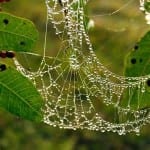 spider.web.1CR